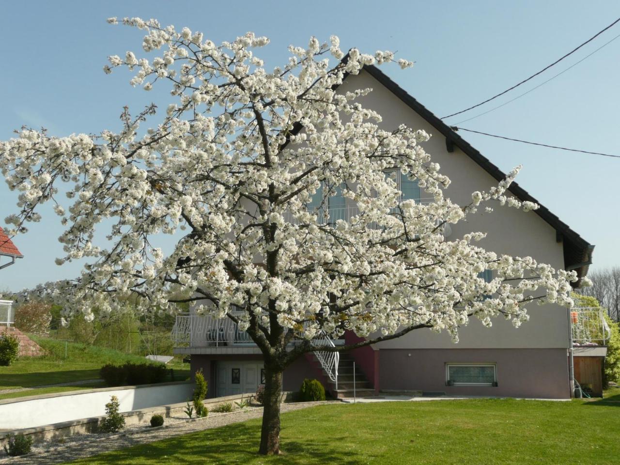 Chez Anny Et Jean Au Mittelbuehl-Reichshoffen Bed and Breakfast Exteriör bild